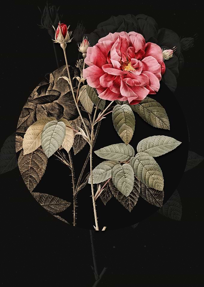 Blooming French Rose