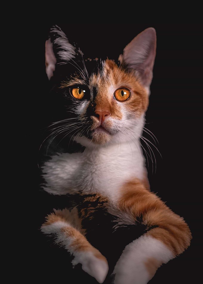 Tabby cat