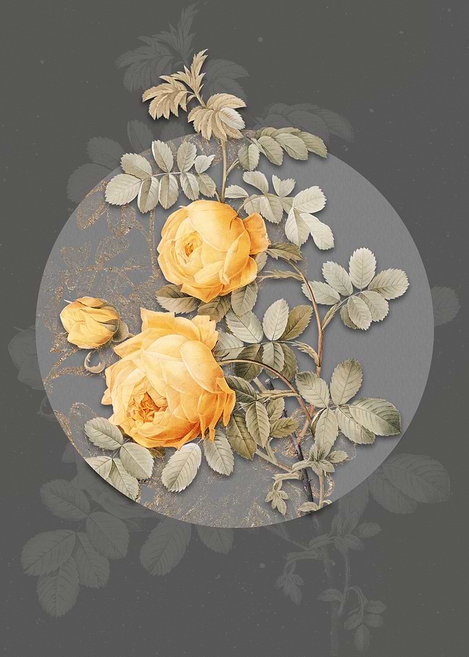 Vintage Sulphur Rose