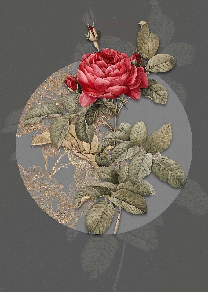 Vintage Red Gallic Rose