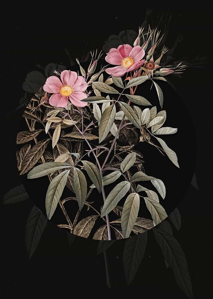 Vintage Pink Swamp Roses
