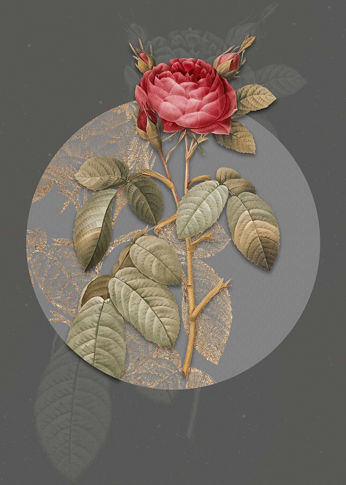Vintage Red Gallic Rose