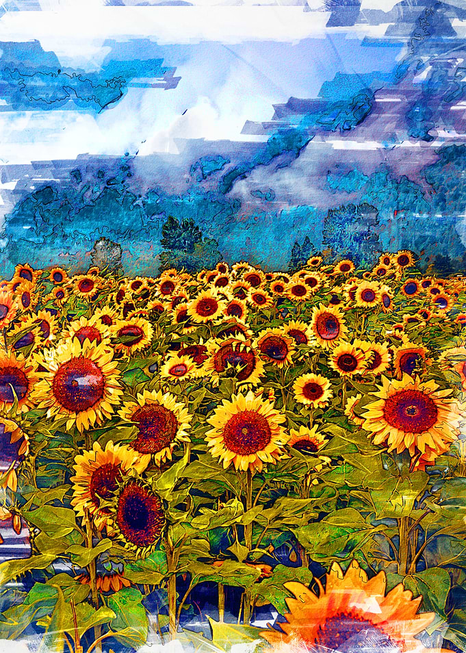 Beautiful Sunflower Field