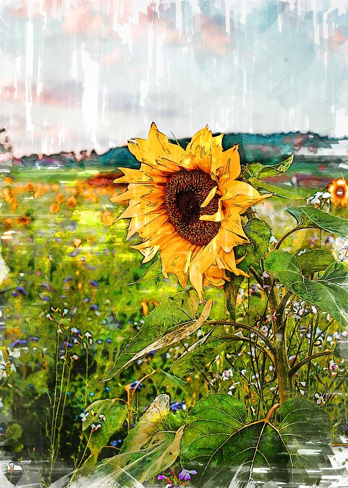 Sunflower In The Field