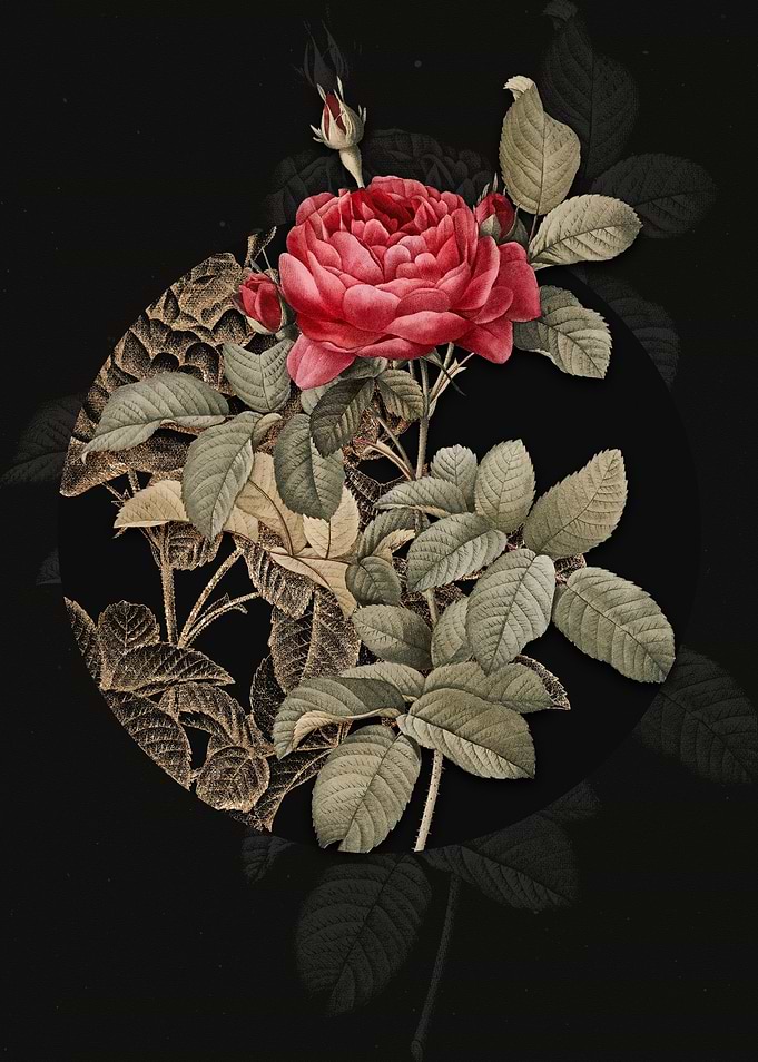 Red Gallic Rose Flowers