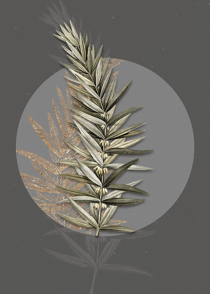 Whorled Solomons Seal
