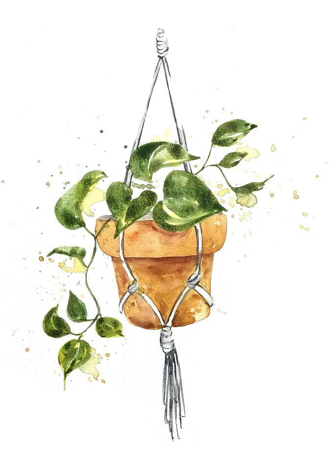 Botanical