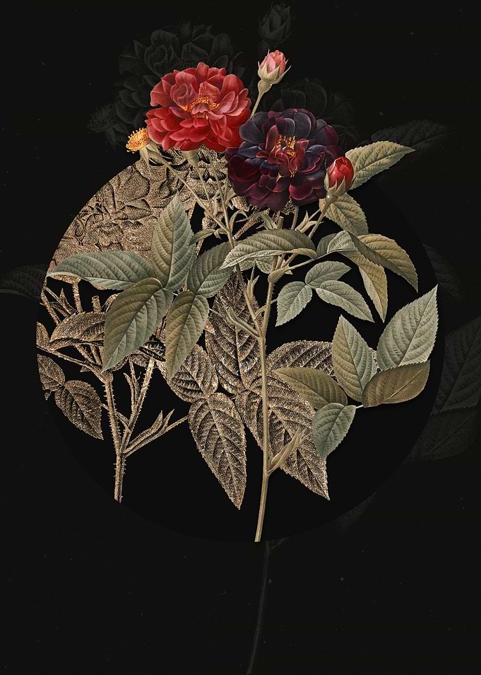 Red Van Eeden Rose Flower