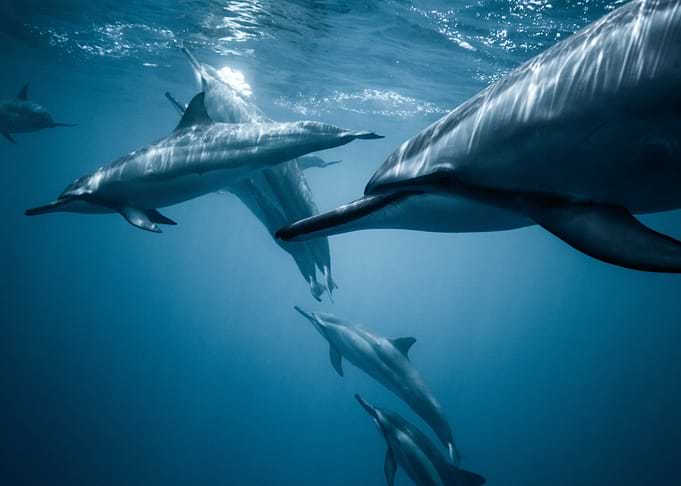 dolphin water