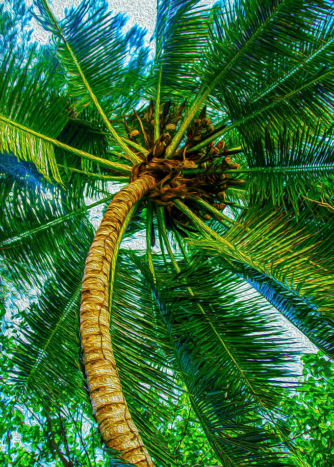 Palm tree