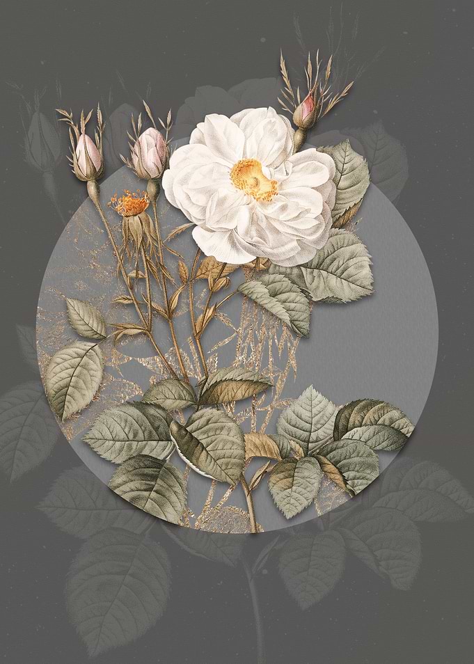 White Rose of York Flower