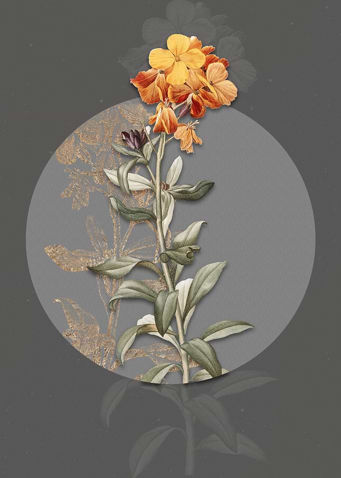 Yellow Wallflower Bloom
