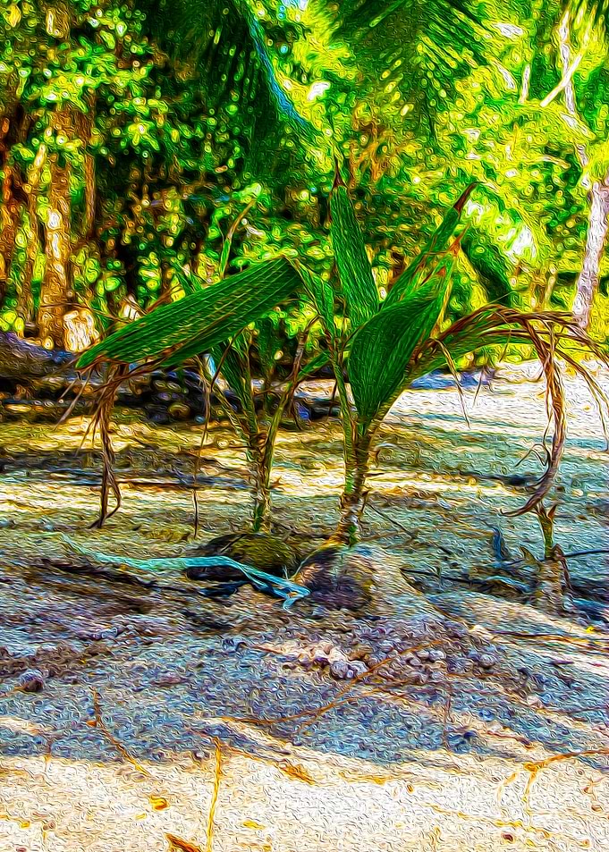 Budding coconuts