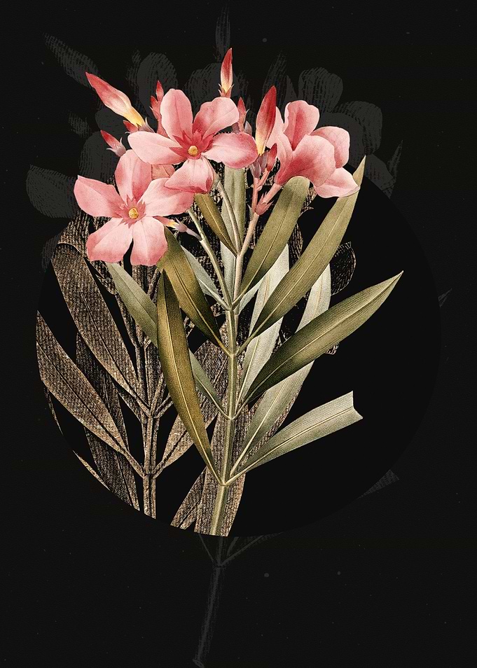 Antique Oleander Flowers