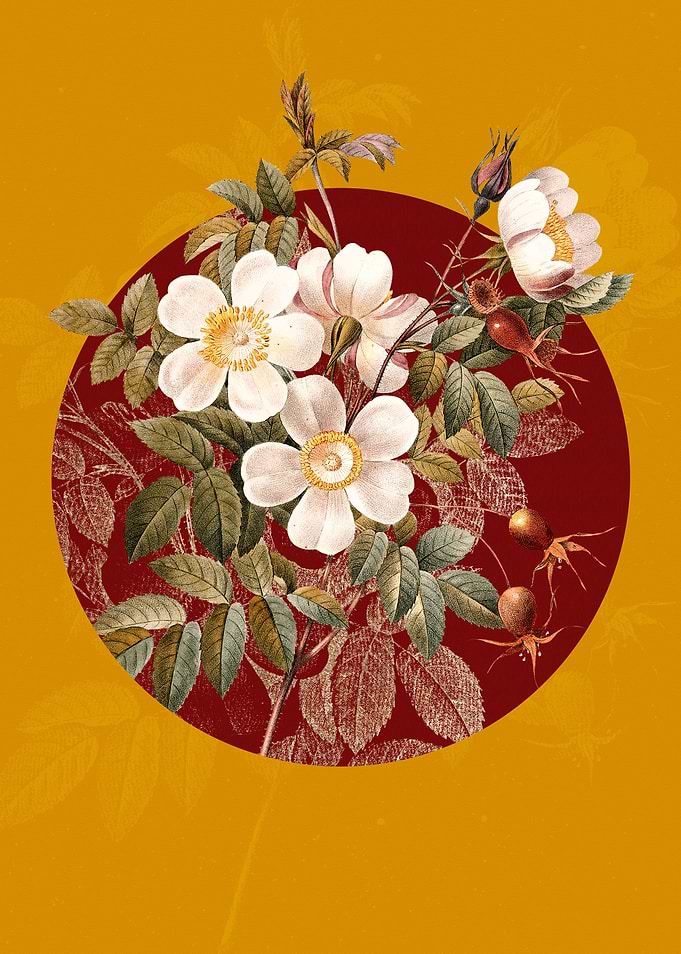White Candolle Rose Flower