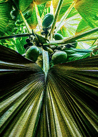 Coconuts
