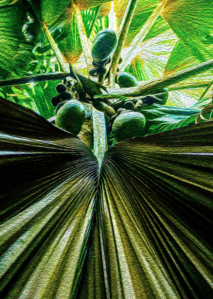 Coconuts