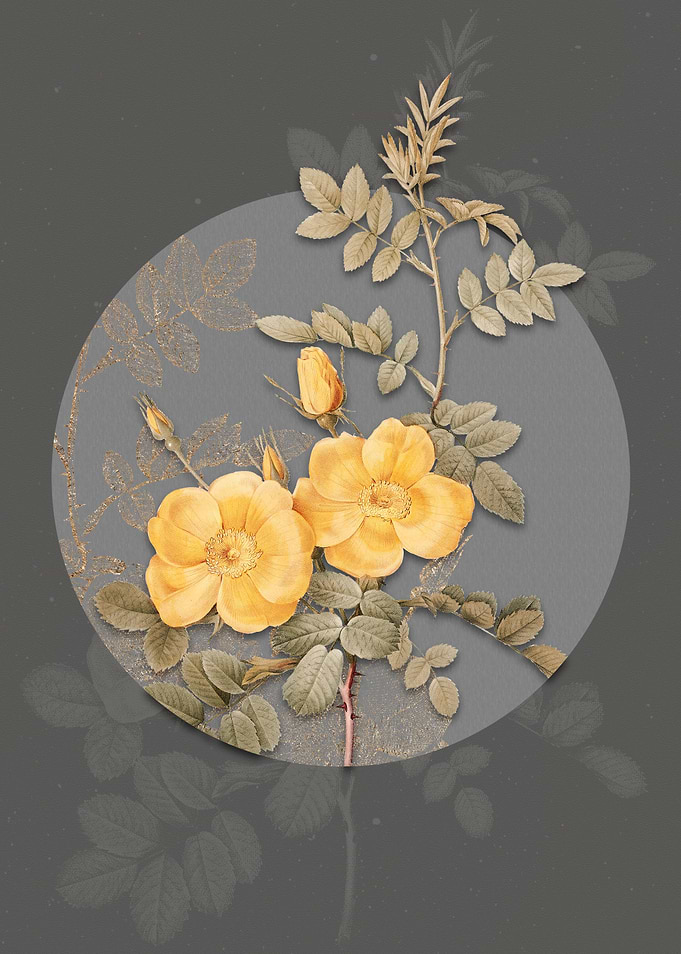 Yellow Sweetbriar Roses