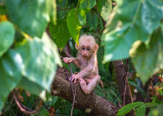 baby monkey tree