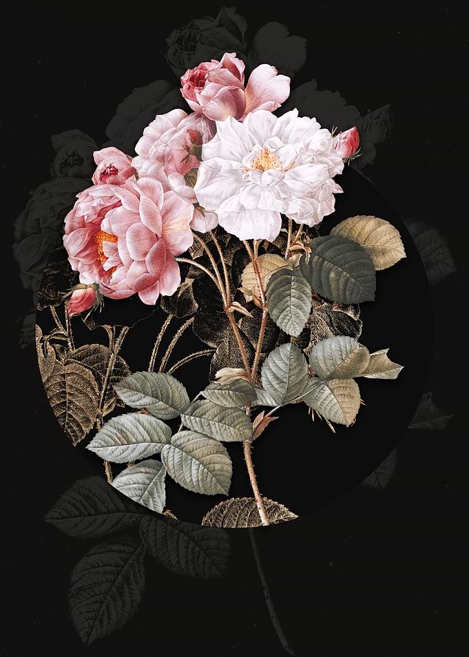 Vintage Pink Damask Rose