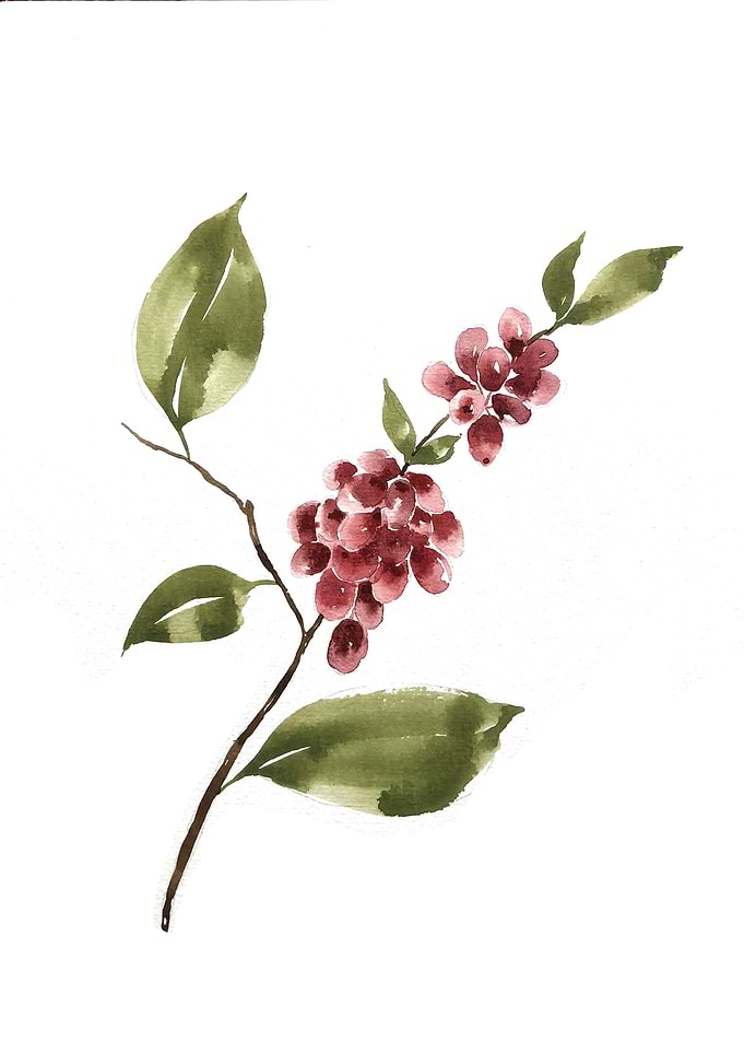 Botanical