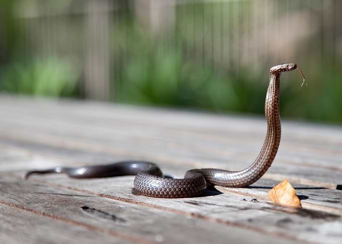 reptile snake