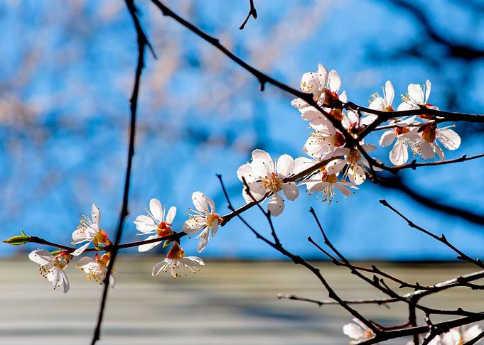 Delicate Japanese Apricot