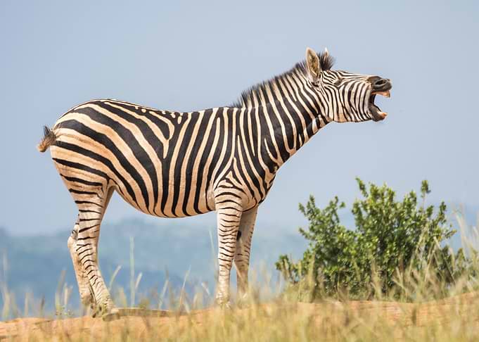 zebra black white