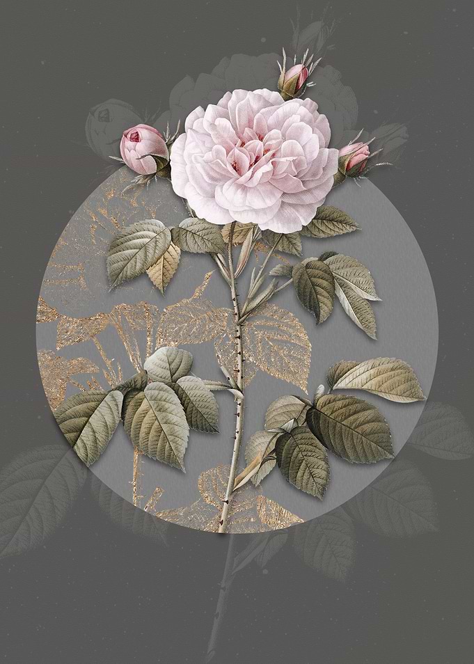 Vintage Rosa Alba Flower