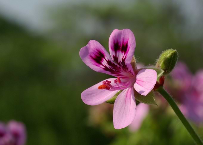 flower blur