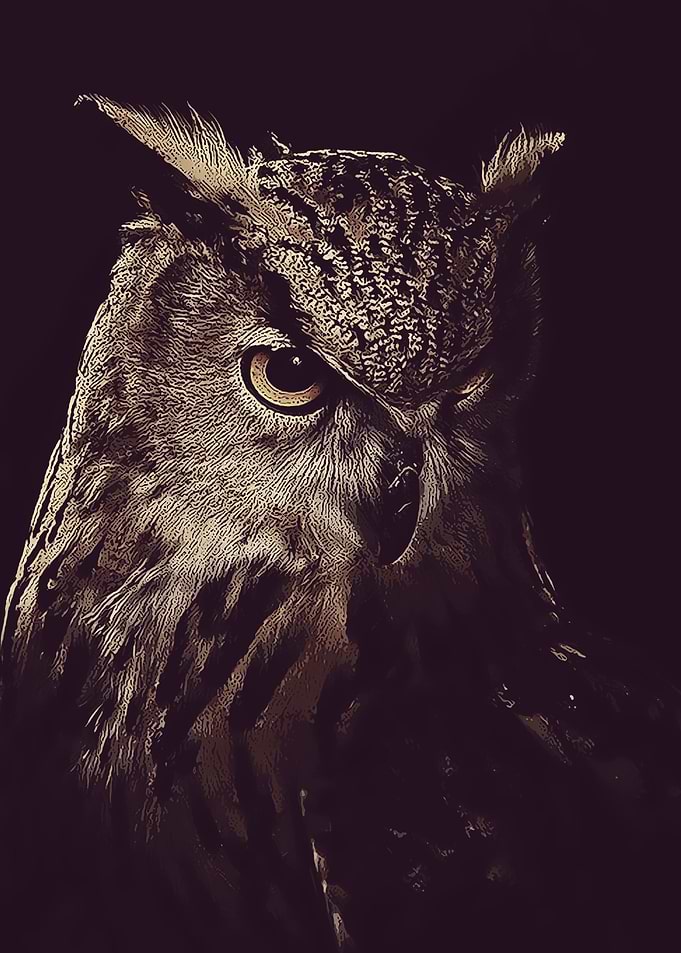 owl 1