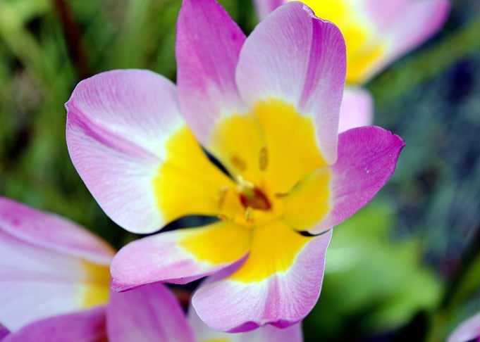 Flower showing its face