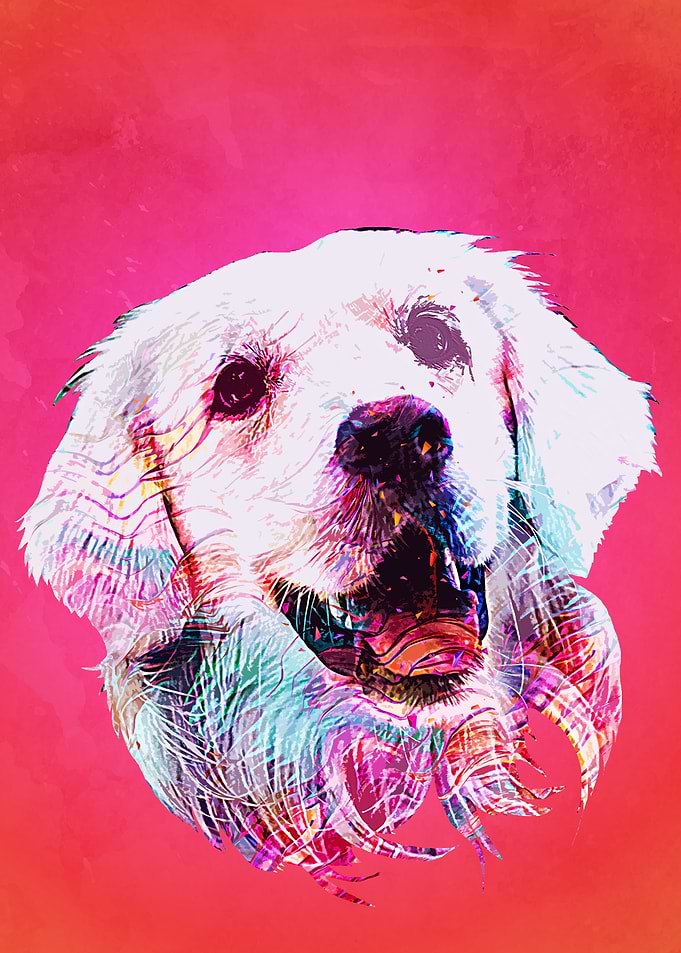 Golden Retriever Dog