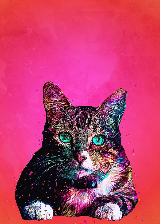 Kitty Cat