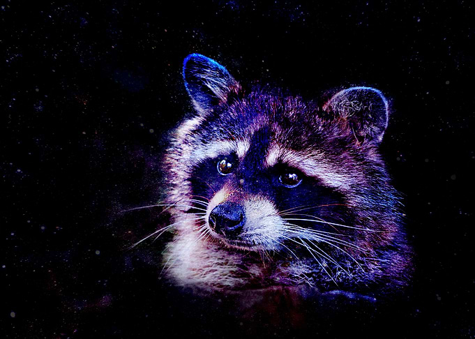 Cosmic Racoon
