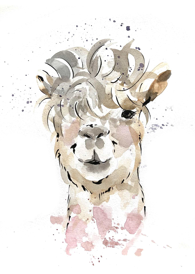 Animal