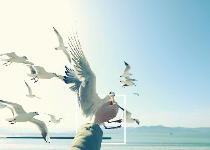 feeding seagull in Japan