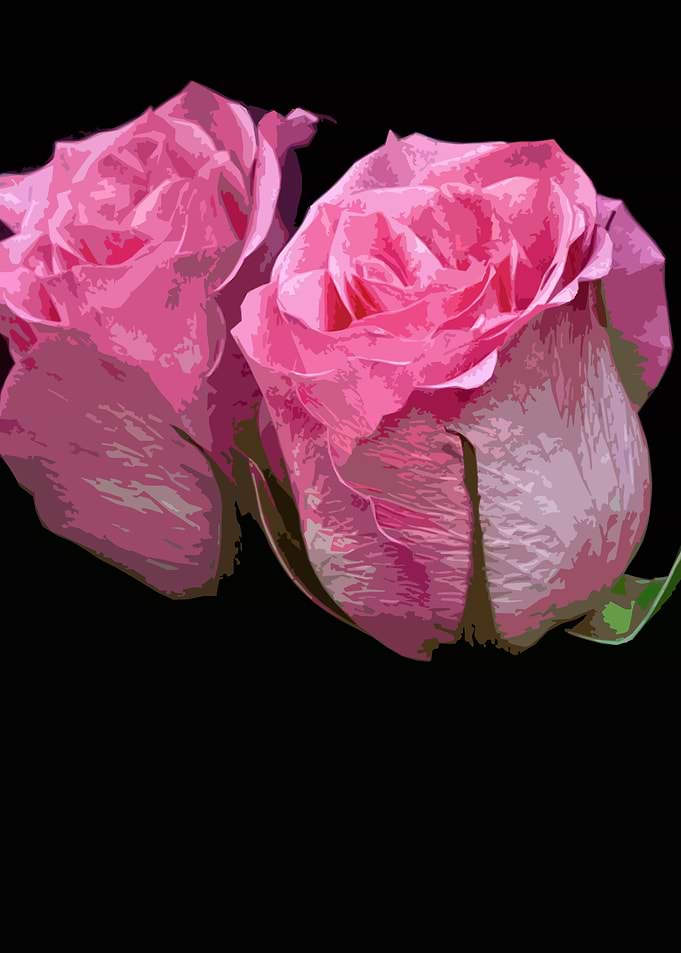 two rose