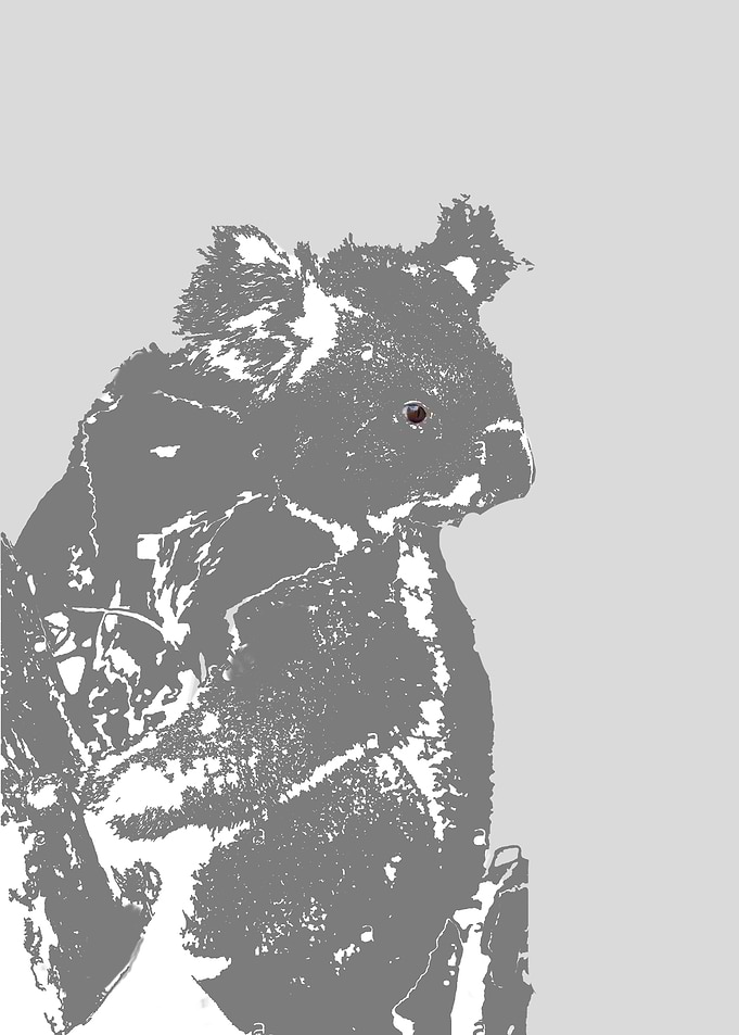 koala