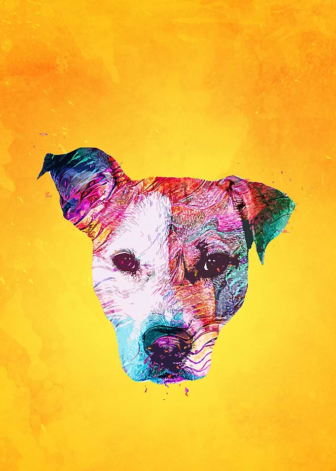 Pitbull Terrier Dog