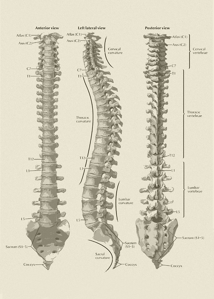 spine illustration