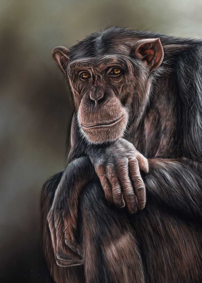 Chimpanzee
