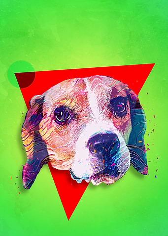 Beagle Pup