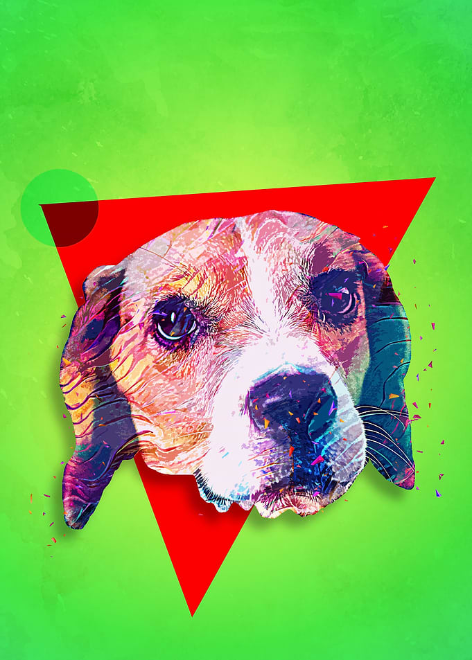 Beagle Pup