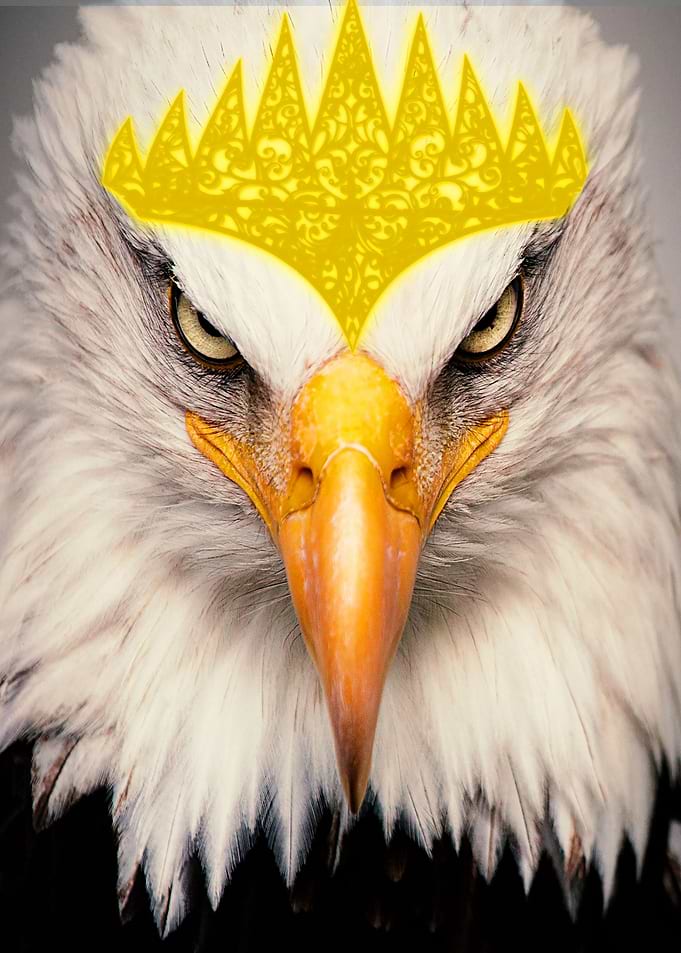 crwoned eagle