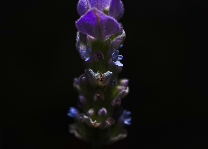 Sugar Ant On Lavender