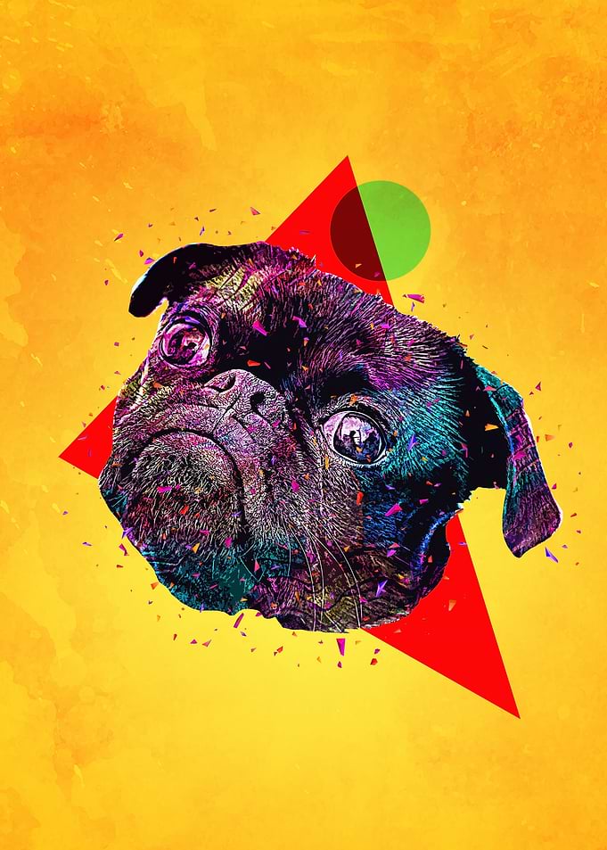 Pug dog