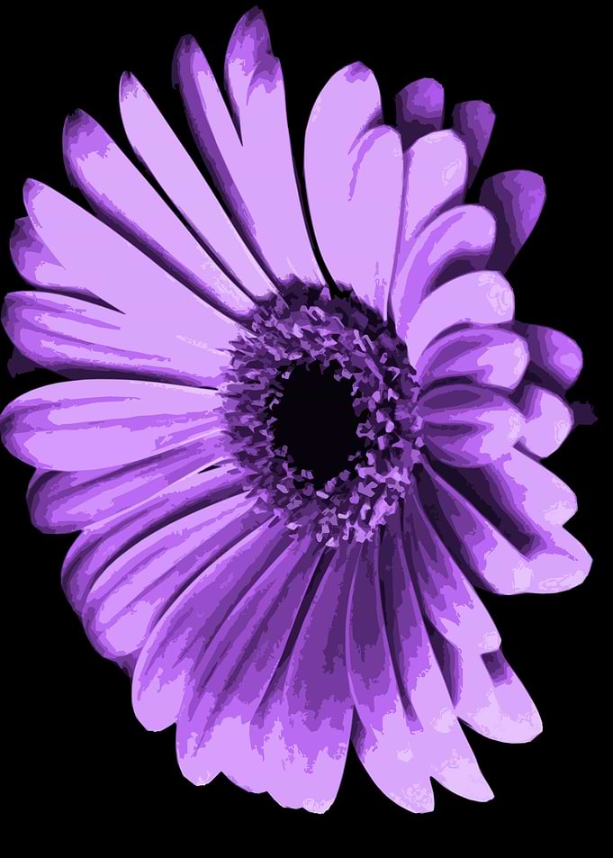 purple rose