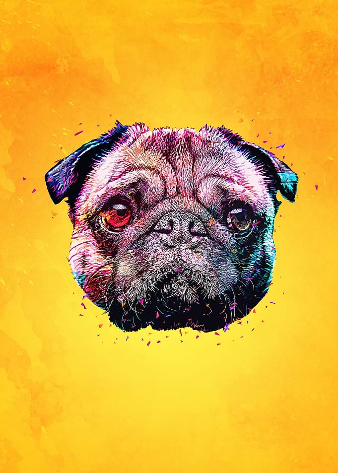 Pug Puppy Dog