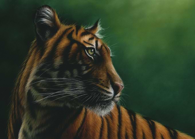 Bengal Tiger